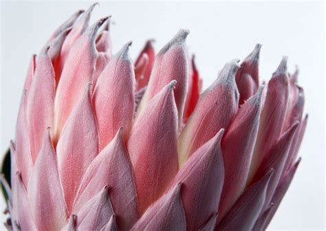 Цветы острые - 87 фото