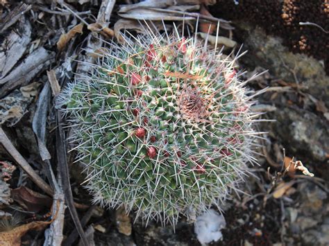 Mammillaria Karwinskiana Royal Cross World Of Succulents