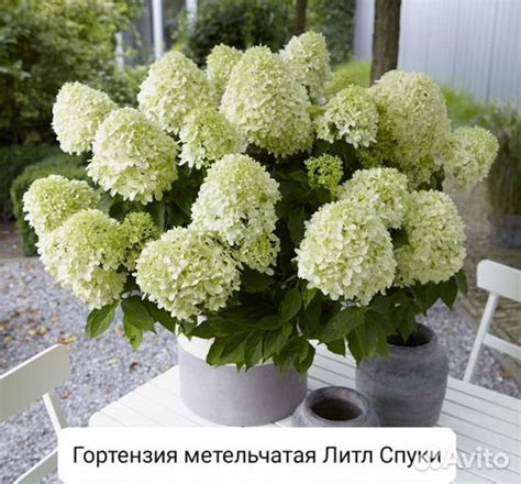 Гортензия Литл спуки купить в Москве | Товары для дома и дачи | Авито