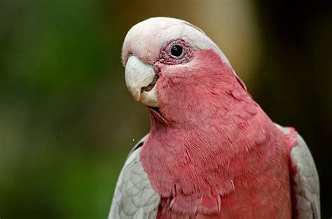 Royalty Free Galah Bird Pictures, Images and Stock Photos - iStock