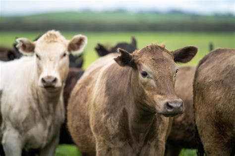 Premium Photo Agriculture Field In Africa Beef Cows In A Field