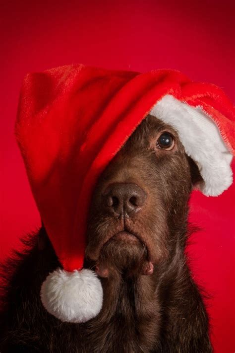 Dog Christmas Pictures Holiday Card Pictures Dog Christmas Pictures
