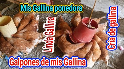 aprende a criar tus gallinas ponedoras en tu casa galpón de gallinas