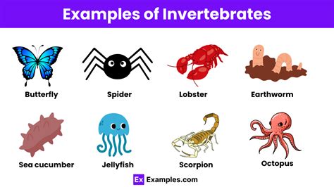 Invertebrates - 25+ Examples, Types, Classification, Characteristics