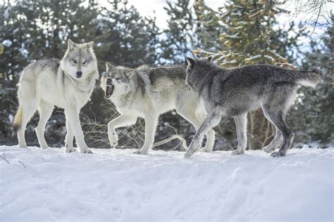 Gray Wolf Wolfpack Playing Beautiful Gray Wolf Canis Lupus Apex