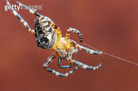 Arachnophobia Fear Of Spider Bite Concept Macro Close Up Spider On