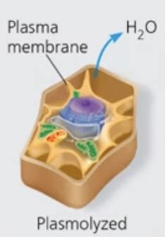 Lab 2 Diffusion And Osmosis Flashcards Quizlet