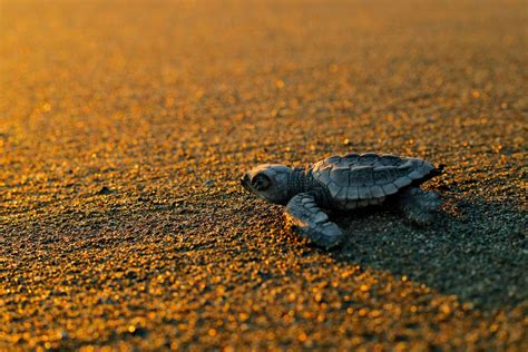 Le Tartarughe Marine Amano La Sicilia La Regione D Italia Con Pi