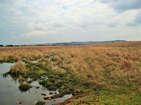 marshy area  stock photo public domain pictures
