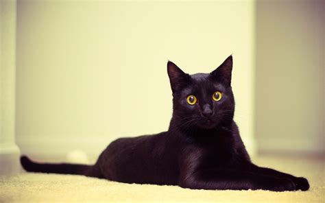 black cats wallpapers 4