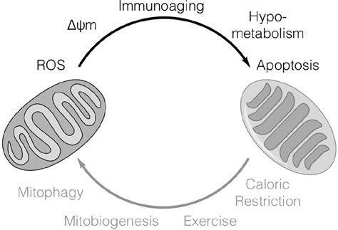 Figure 1 From Mitochondrial Dysfunction In Alzheimers Disease And The