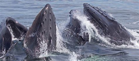 Humpback Whale Breeding