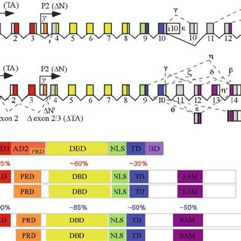 The Role Of P53 In Cellular Senescence Upon Exposure To Numerous