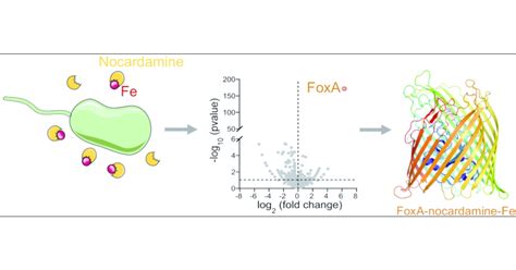 Nocardamine Dependent Iron Uptake In Pseudomonas Aeruginosa Exclusive