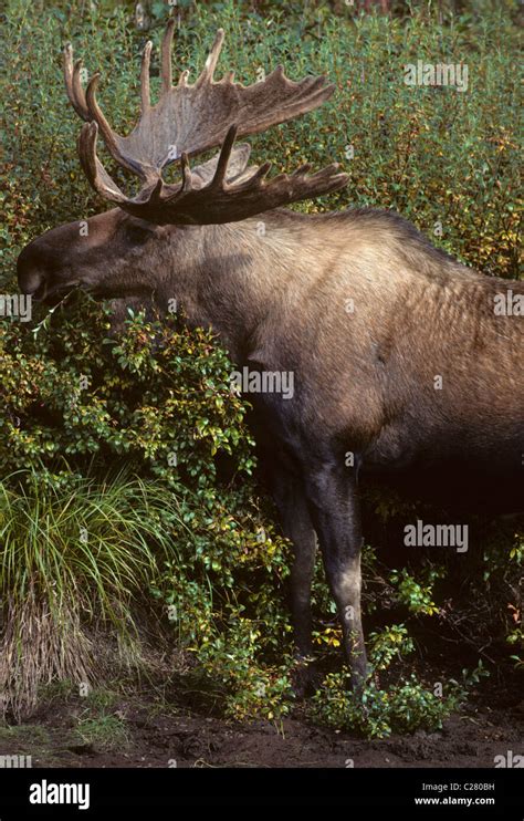 Bull Moose Denali National Park Alaska Autumn Fall Rut Rutting