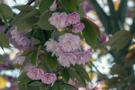 Prunus Serrulata Ciliegia Giapponese Coltivazione A Doppio Fiore