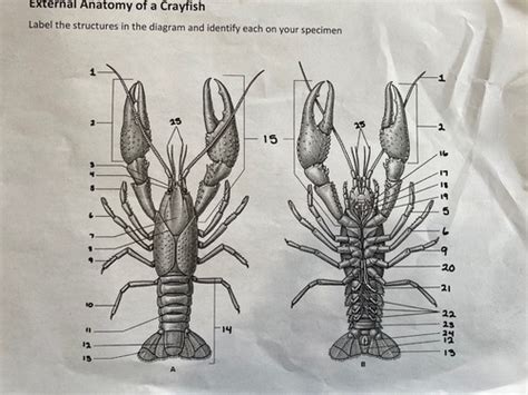 Crawfish Anatomy Flashcards | Quizlet