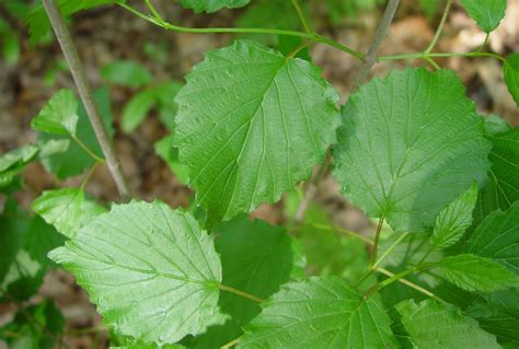 Viburnum Dentatum Smooth Arrowwood Go Botany 60 Off