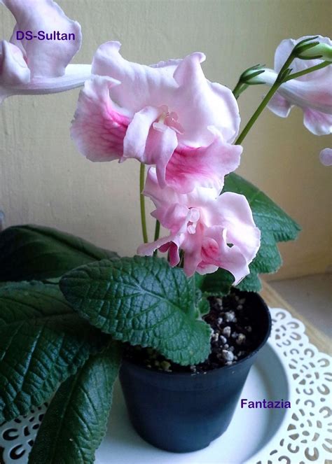 Skrętnik streptocarpus DS Sultan sadzonka 14292468607 oficjalne