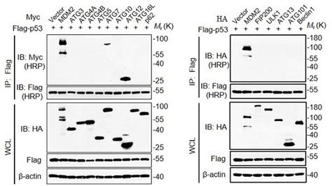 Application Of Promoting Atg5 Atg12 Conjugation To Enhance Cell