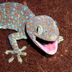 Tokay Gecko Fact Sheet | racinezoo.org