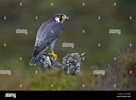 Wanderfalke falknerei Fotos und Bildmaterial in hoher Auflösung Alamy