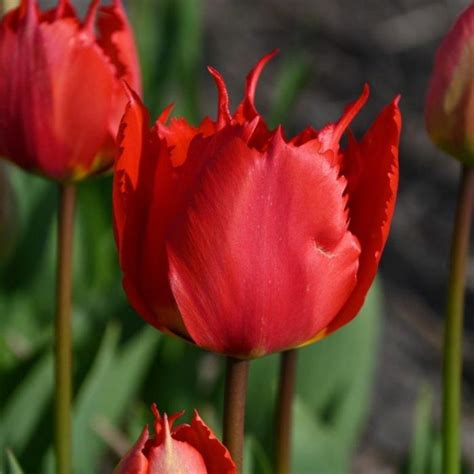 Tulipa Robbedoes Buy Plants At Coolplants