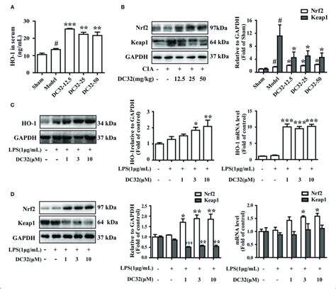 Dc Activated The Nrf Ho Pathway In Cia Mice And The Lps Induced