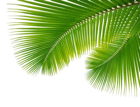 Palm Png Palm Transparent Background Freeiconspng