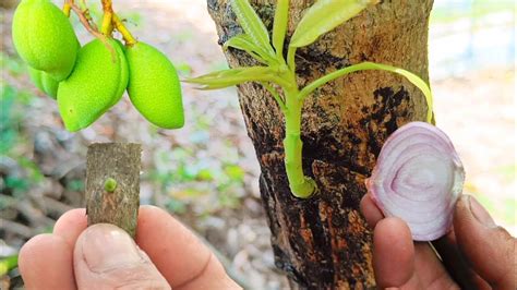 Graft Results Mango Bud Grafting With Onion 100 Success Mango V