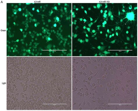 Mir‑153 Promotes Neural Differentiation In The Mouse Hippocampal Ht‑22