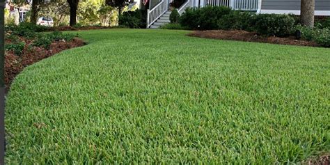 Zoysia Grass Seeds Zoysia Empire Grass 18 Lb Lawn Grass Seed Etsy