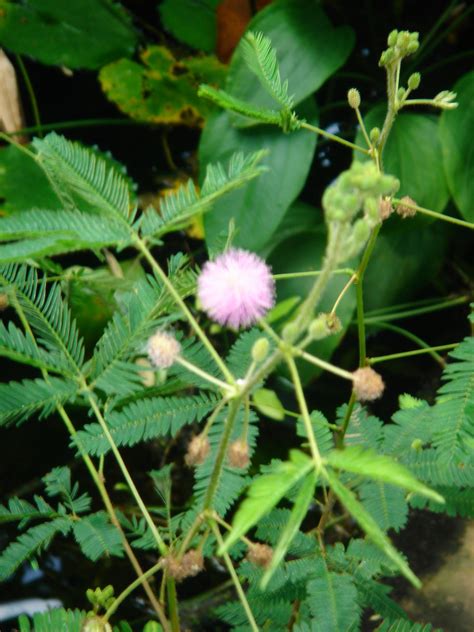 Mimose, Mimosa Pudica, mehrjährig - griechische Pflanzen und Samen.de