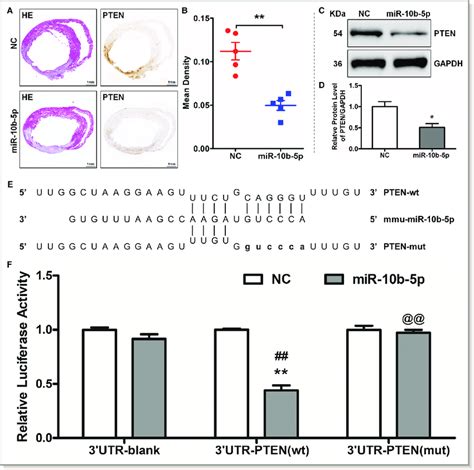 Microrna Mir B P Inhibits Pten Phosphatase And Tensin Homolog