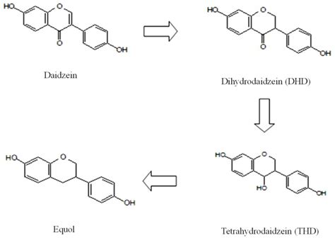 Proposed Pathway For Daidzein Reduction By Intestinal Microbiota