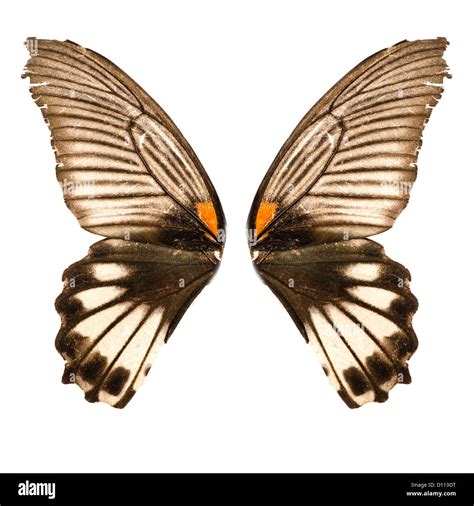 Butterfly Wing Isolated On White Stock Photo Alamy