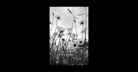 Oxeye Daisies Oxeye Daisies Sticker Teepublic