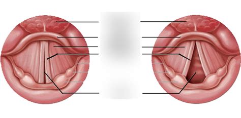 Diagram of Vocal Tract Diagram (vocal cord) | Quizlet