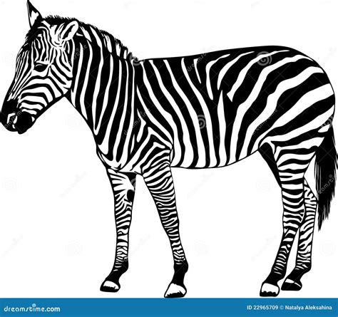 Zebra Vector Illustration Royalty Free Stock Images Image 22965709