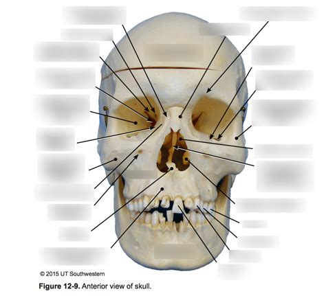 Skull Anterior View Diagram Quizlet