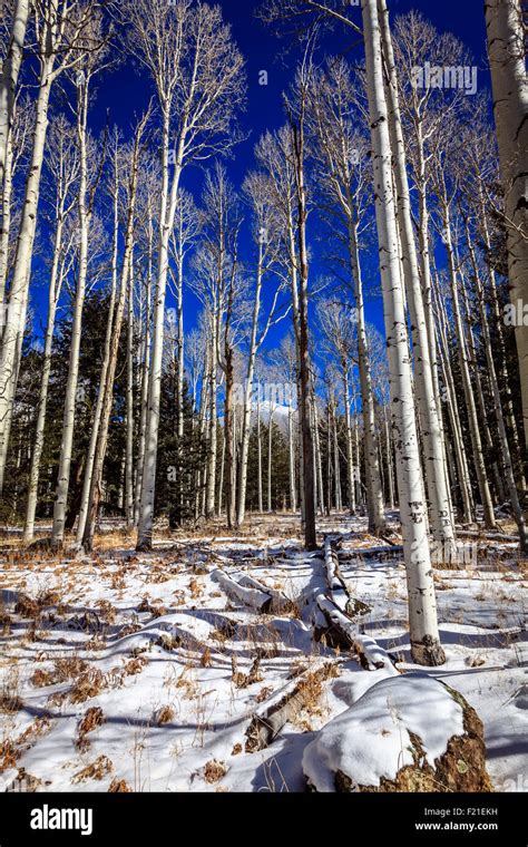 San Francisco Peaks Seen Behind Aspen Trees Near Flagstaff Arizona