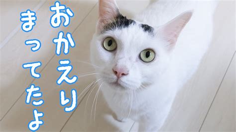 たくさんお喋りしてお出迎えしてくれる猫 Youtube