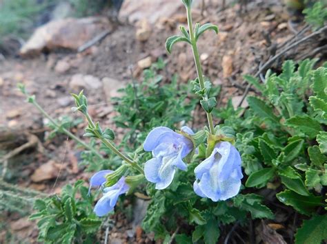 African Blue Sage From Genadendal 7234 South Africa On April 21 2019