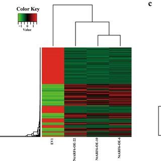 Differential Gene Expression Analysis And Hierarchical Cluster Analysis