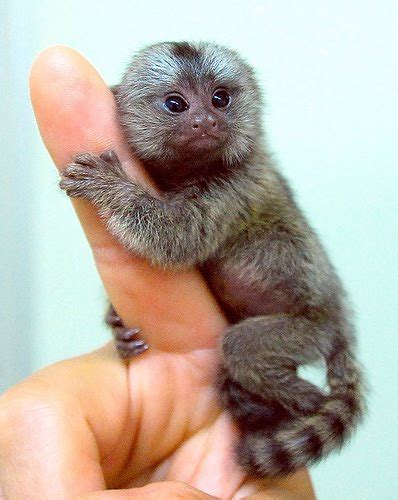 Animal Photo: Marmoset Monkey