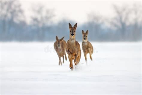 Three Running Deer in Deep Snow Stock Photo - Image of forward, fauna ...