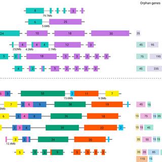 Genomic Organisation And Gene Content Of The Lrc A And Mhc Region B