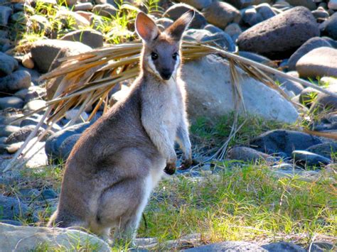 Carnarvon Gorge | Outback Queensland | Carnarvon Gorge Camping