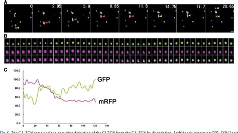 Figure 1 From Dynamic Behavior Of The Trans Golgi Network In Root