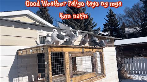 Napaka Ganda Ng Weather Paligo Tayo Ng Mga Ibon Natin YouTube